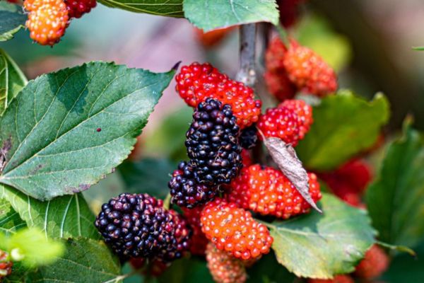 Người Việt có loại lá chống rụng tóc, kích thích mọc tóc con cực "nhạy", biết tận dụng còn trị được nhiều bệnh vặt- Ảnh 6. Người Việt có loại lá chống rụng tóc, kích thích mọc tóc con cực "nhạy", biết tận dụng còn trị được nhiều bệnh vặt- Ảnh 6.