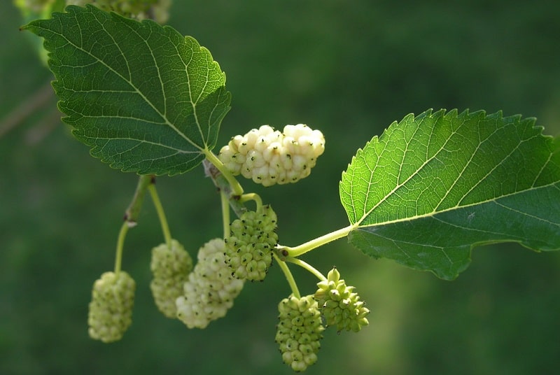 Người Việt có loại lá chống rụng tóc, kích thích mọc tóc con cực "nhạy", biết tận dụng còn trị được nhiều bệnh vặt- Ảnh 1. Người Việt có loại lá chống rụng tóc, kích thích mọc tóc con cực "nhạy", biết tận dụng còn trị được nhiều bệnh vặt- Ảnh 1.