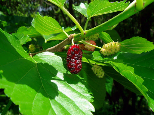 Người Việt có loại lá chống rụng tóc, kích thích mọc tóc con cực "nhạy", biết tận dụng còn trị được nhiều bệnh vặt- Ảnh 4. Người Việt có loại lá chống rụng tóc, kích thích mọc tóc con cực "nhạy", biết tận dụng còn trị được nhiều bệnh vặt- Ảnh 4.