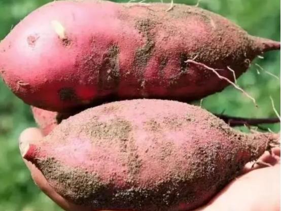 4 dấu hiệu nguy hiểm của khoai lang, tôi khuyên thật: Đừng mua kẻo "bệnh từ miệng mà vào"- Ảnh 4. 4 dấu hiệu nguy hiểm của khoai lang, tôi khuyên thật: Đừng mua kẻo "bệnh từ miệng mà vào"- Ảnh 4.