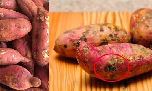 4 dấu hiệu nguy hiểm của khoai lang, tôi khuyên thật: Đừng mua kẻo "bệnh từ miệng mà vào"- Ảnh 2. 4 dấu hiệu nguy hiểm của khoai lang, tôi khuyên thật: Đừng mua kẻo "bệnh từ miệng mà vào"- Ảnh 2.