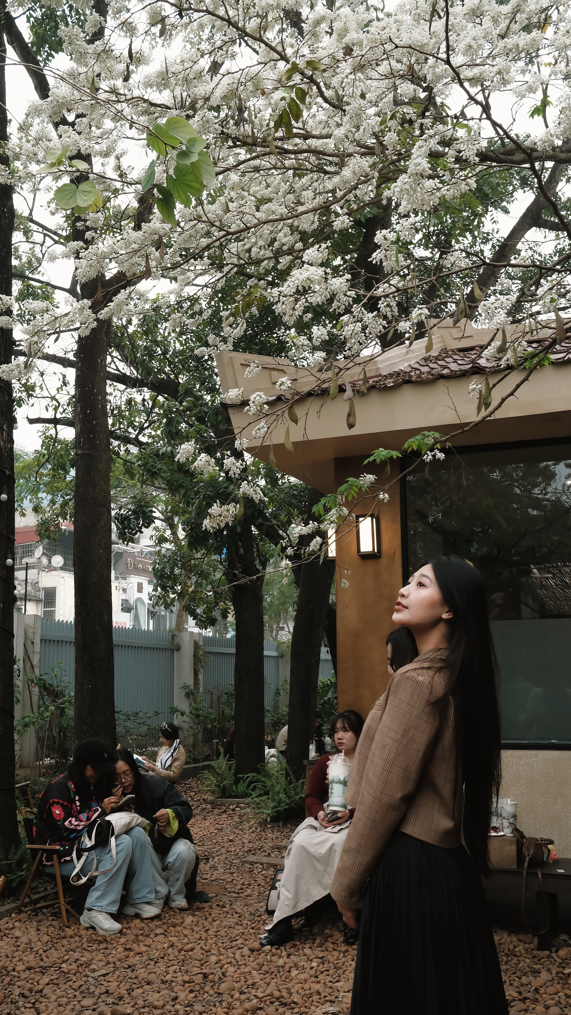 Cận cảnh cây hoa sưa hot nhất Hà Nội khiến người người xếp hàng dài, chen chân từng mét để có bức ảnh “sống ảo”- Ảnh 27. Cận cảnh cây hoa sưa hot nhất Hà Nội khiến người người xếp hàng dài, chen chân từng mét để có bức ảnh “sống ảo”- Ảnh 27.