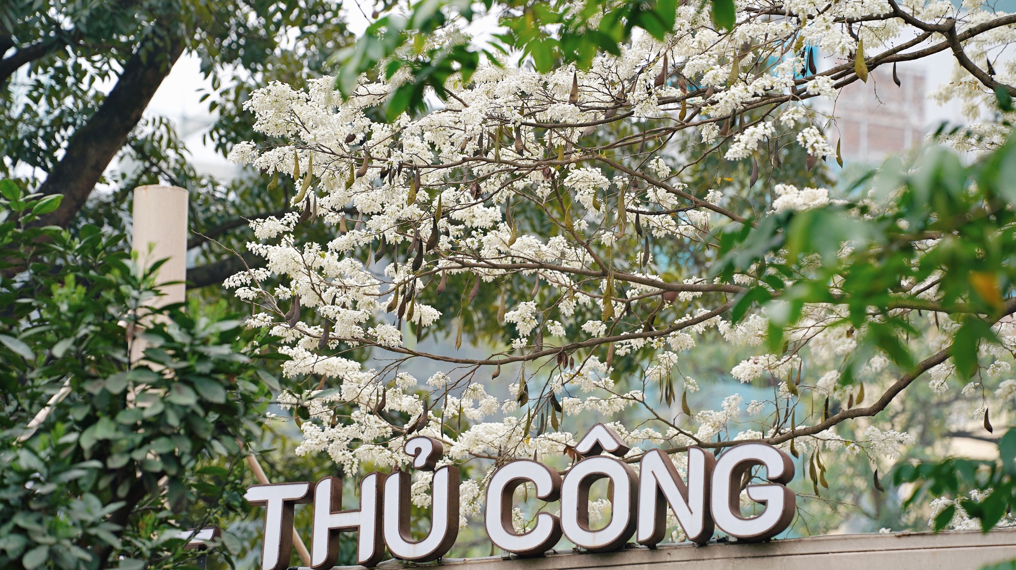 Cận cảnh cây hoa sưa hot nhất Hà Nội khiến người người xếp hàng dài, chen chân từng mét để có bức ảnh “sống ảo”- Ảnh 1. Cận cảnh cây hoa sưa hot nhất Hà Nội khiến người người xếp hàng dài, chen chân từng mét để có bức ảnh “sống ảo”- Ảnh 1.