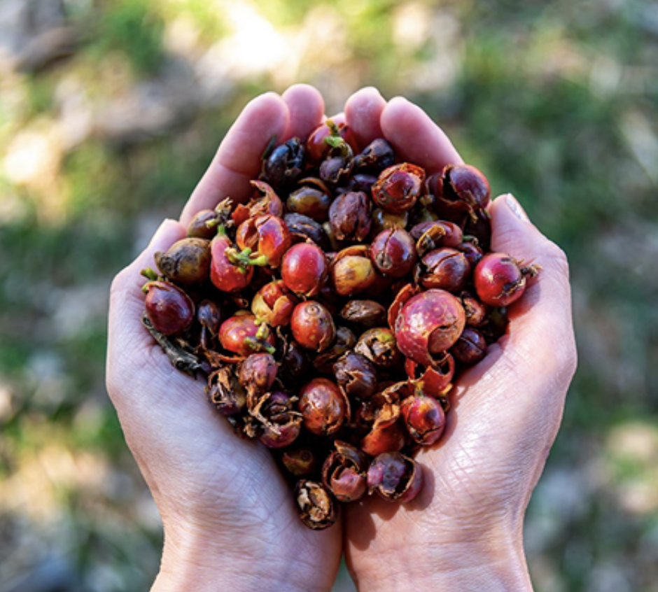 Trà Lof Cascara chính thức ra mắt – Điểm nhấn mới trên bản đồ đồ uống Việt- Ảnh 2.