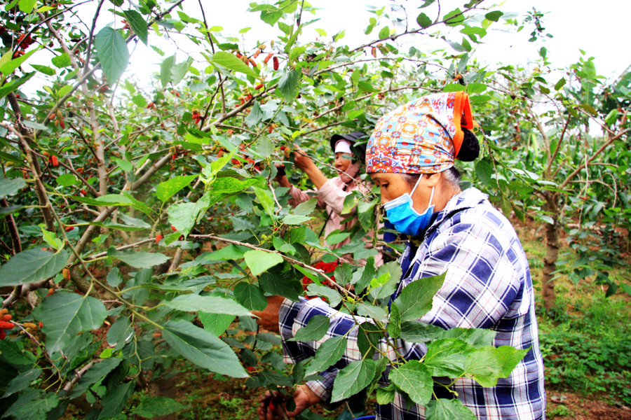 Loại quả từ loài cây "cổ lỗ sĩ", vươn mình thành cây kinh tế giúp nhiều nông dân "tím tay" đổi đời- Ảnh 6. Loại quả từ loài cây "cổ lỗ sĩ", vươn mình thành cây kinh tế giúp nhiều nông dân "tím tay" đổi đời- Ảnh 6.