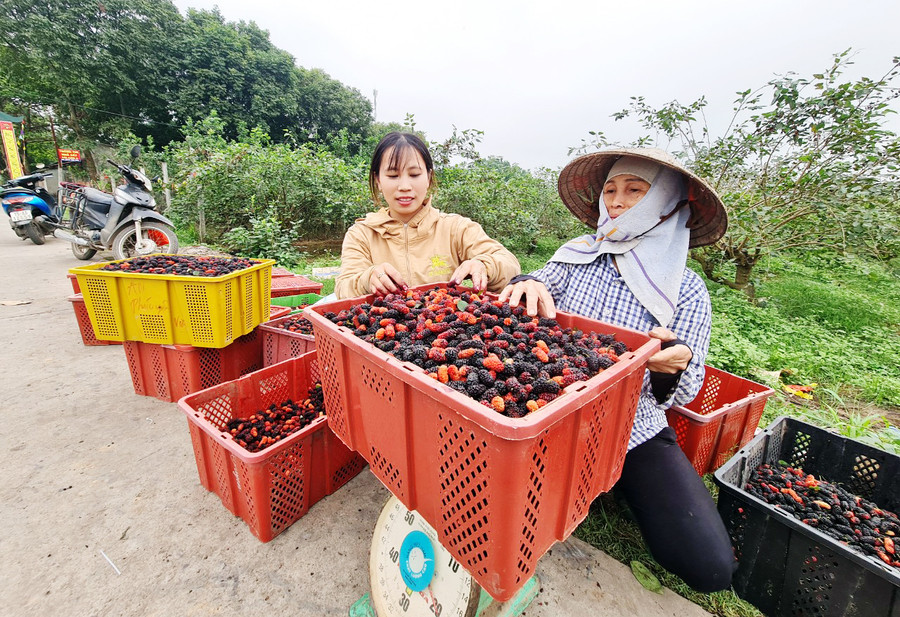 Loại quả từ loài cây "cổ lỗ sĩ", vươn mình thành cây kinh tế giúp nhiều nông dân "tím tay" đổi đời- Ảnh 4. Loại quả từ loài cây "cổ lỗ sĩ", vươn mình thành cây kinh tế giúp nhiều nông dân "tím tay" đổi đời- Ảnh 4.