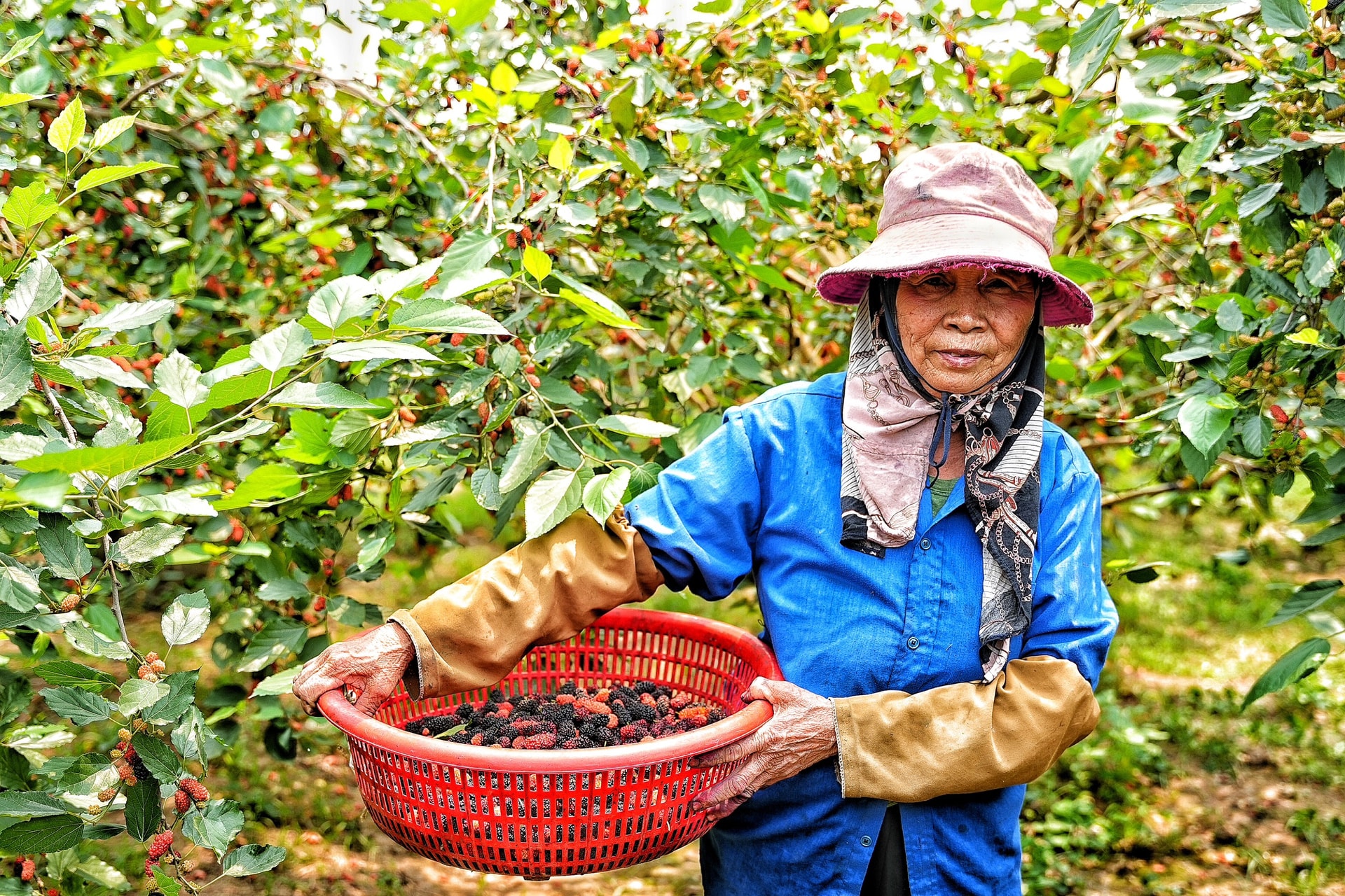 Loại quả từ loài cây "cổ lỗ sĩ", vươn mình thành cây kinh tế giúp nhiều nông dân "tím tay" đổi đời- Ảnh 1. Loại quả từ loài cây "cổ lỗ sĩ", vươn mình thành cây kinh tế giúp nhiều nông dân "tím tay" đổi đời- Ảnh 1.