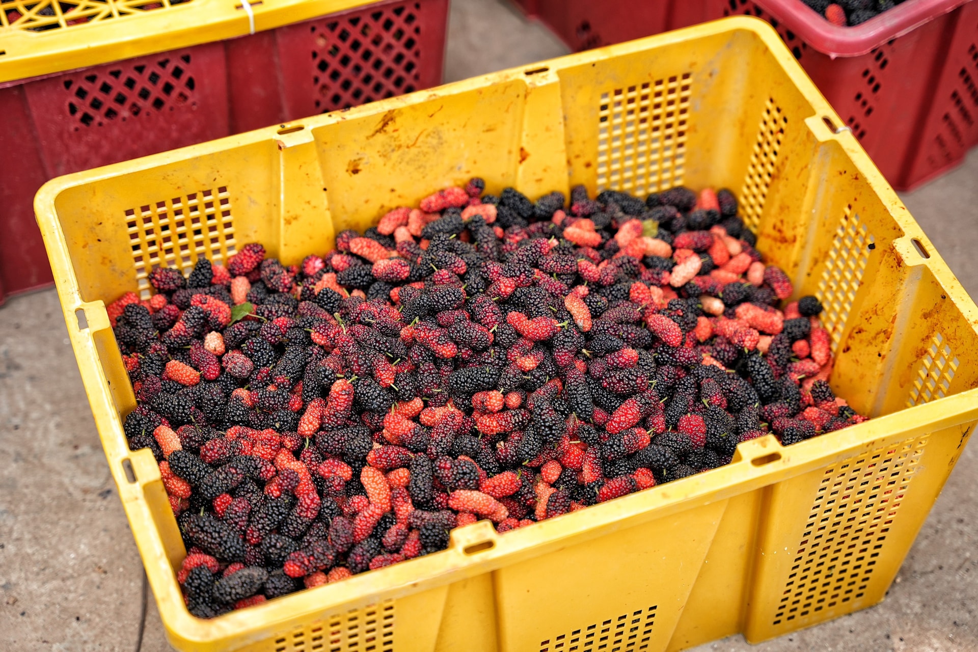 Loại quả từ loài cây "cổ lỗ sĩ", vươn mình thành cây kinh tế giúp nhiều nông dân "tím tay" đổi đời- Ảnh 2. Loại quả từ loài cây "cổ lỗ sĩ", vươn mình thành cây kinh tế giúp nhiều nông dân "tím tay" đổi đời- Ảnh 2.