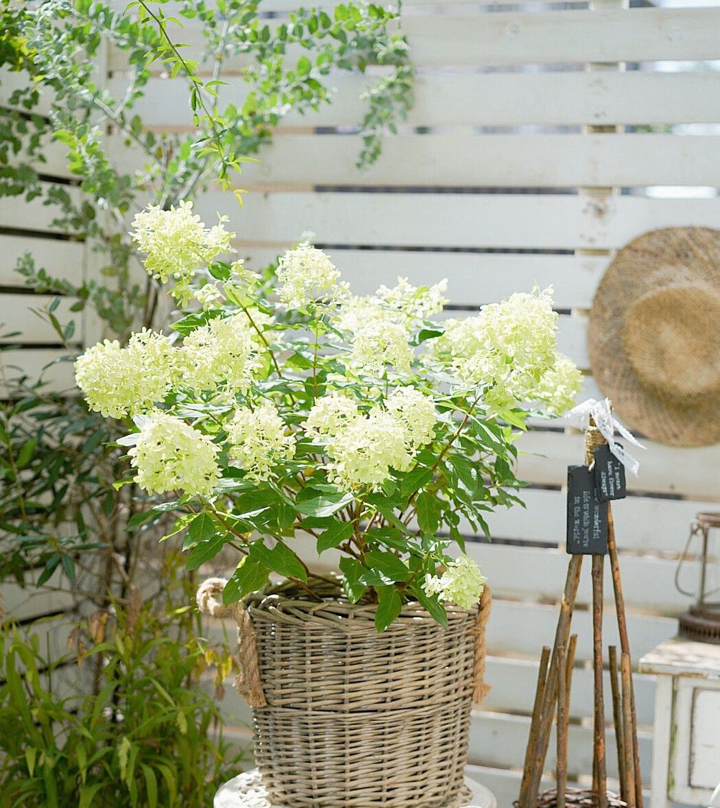 Ngỡ như lạc vào xứ sở thần tiên với khu vườn sân thượng 20m², nơi mọi góc nhỏ đều đầy sắc màu và sự sống- Ảnh 1.