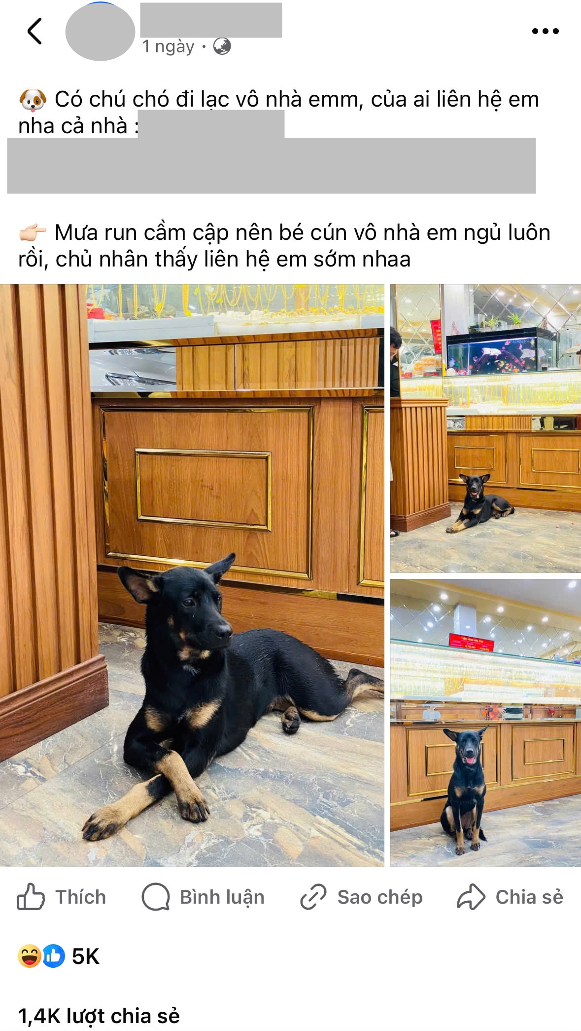 Chuyện "chú chó đi lạc vào nhà giàu" đang hot: Con trai chủ tiệm vàng Kiên Giang tiết lộ tin bất ngờ- Ảnh 1. Chuyện "chú chó đi lạc vào nhà giàu" đang hot: Con trai chủ tiệm vàng Kiên Giang tiết lộ tin bất ngờ- Ảnh 1.