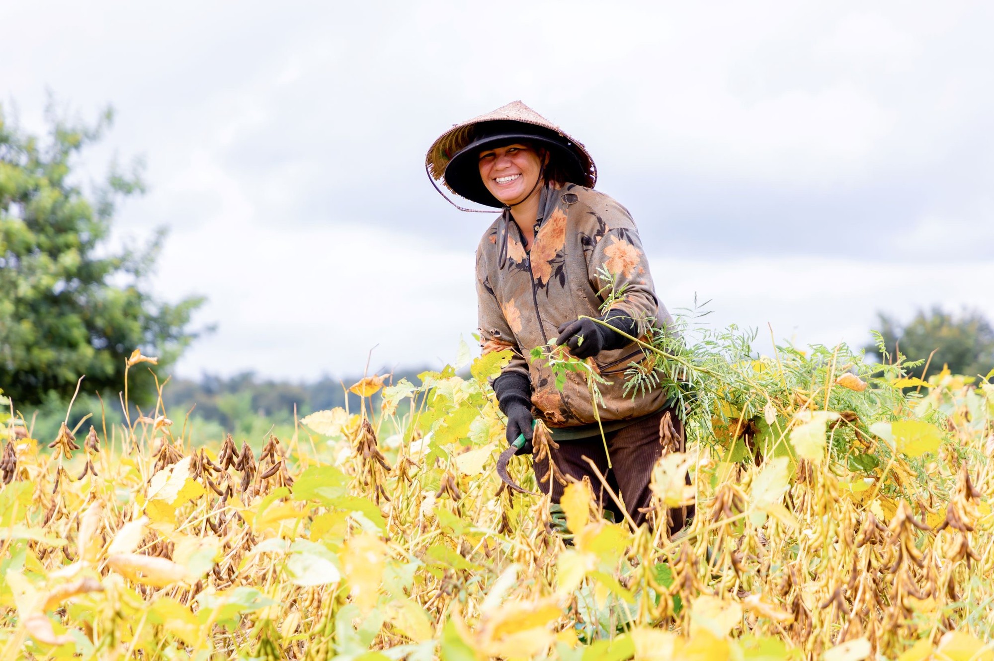 Luân canh đậu nành – Giải pháp "3 trong 1" cho sản xuất nông nghiệp bền vững- Ảnh 3.