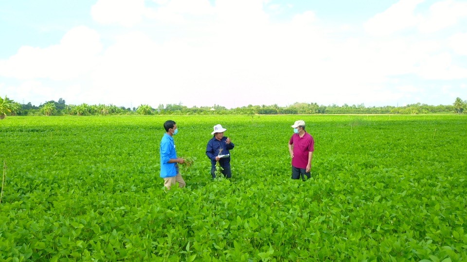 Luân canh đậu nành – Giải pháp "3 trong 1" cho sản xuất nông nghiệp bền vững- Ảnh 4.
