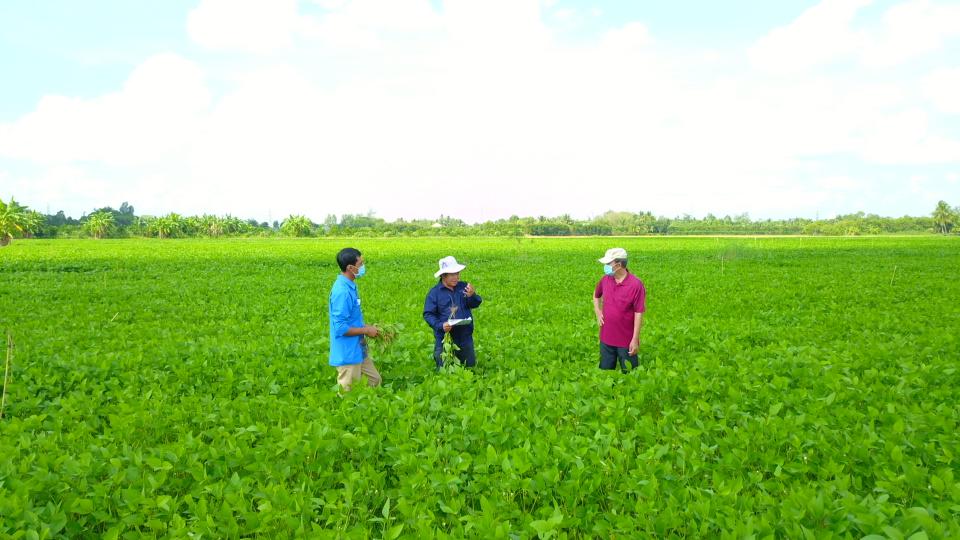 Luân canh đậu nành – Giải pháp “3 trong 1” cho sản xuất nông nghiệp bền vững- Ảnh 3.