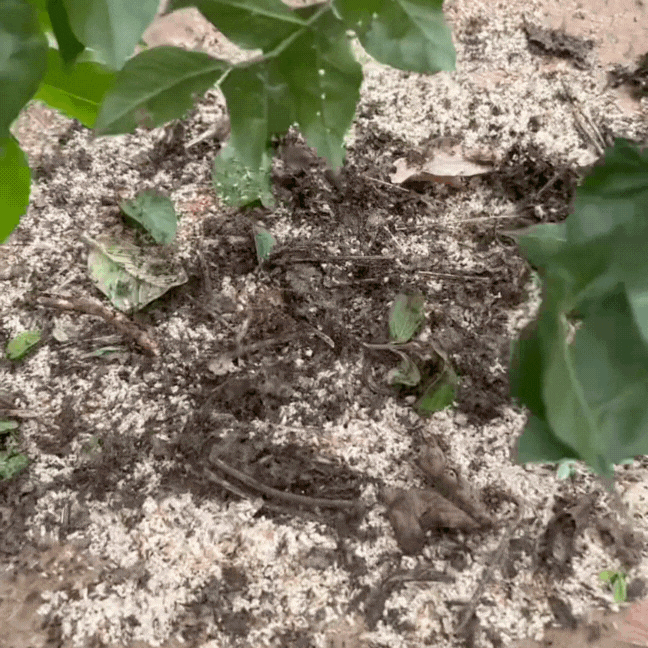 Thức quà rừng Đông Bắc mỗi năm chỉ có một mùa: Người e dè, người nghiện tới mức… dị ứng cũng không bỏ được!- Ảnh 3. Thức quà rừng Đông Bắc mỗi năm chỉ có một mùa: Người e dè, người nghiện tới mức… dị ứng cũng không bỏ được!- Ảnh 3.