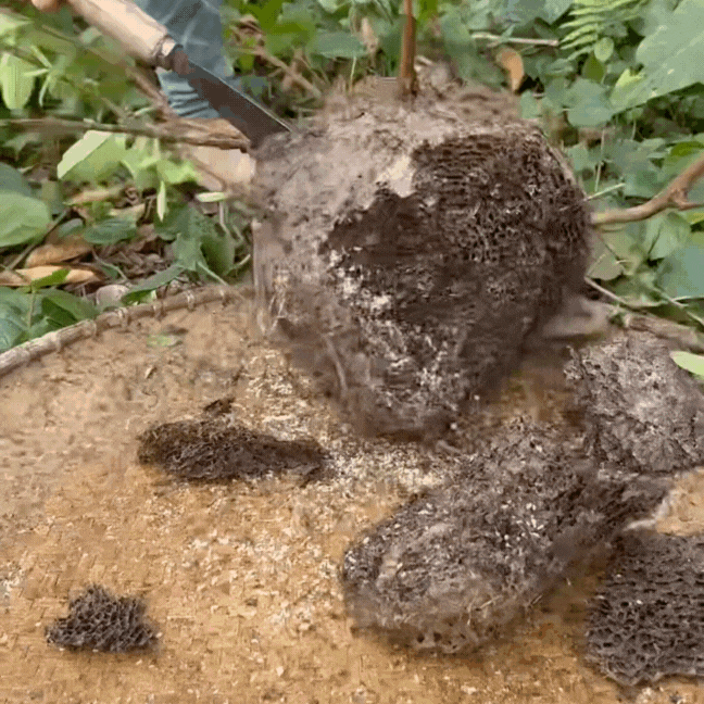 Thức quà rừng Đông Bắc mỗi năm chỉ có một mùa: Người e dè, người nghiện tới mức… dị ứng cũng không bỏ được!- Ảnh 1. Thức quà rừng Đông Bắc mỗi năm chỉ có một mùa: Người e dè, người nghiện tới mức… dị ứng cũng không bỏ được!- Ảnh 1.