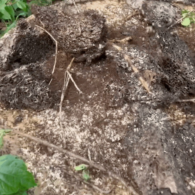 Thức quà rừng Đông Bắc mỗi năm chỉ có một mùa: Người e dè, người nghiện tới mức… dị ứng cũng không bỏ được!- Ảnh 2. Thức quà rừng Đông Bắc mỗi năm chỉ có một mùa: Người e dè, người nghiện tới mức… dị ứng cũng không bỏ được!- Ảnh 2.