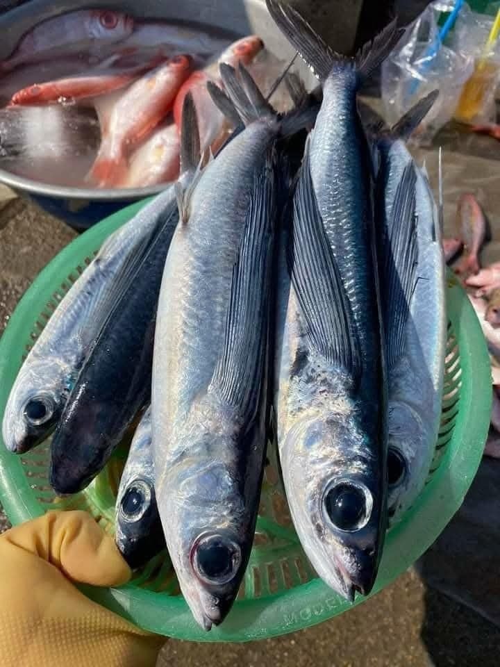 Đến Quy Nhơn mà chưa ăn 3 loại cá đặc sản này thì coi như chưa từng đến!- Ảnh 5. Đến Quy Nhơn mà chưa ăn 3 loại cá đặc sản này thì coi như chưa từng đến!- Ảnh 5.