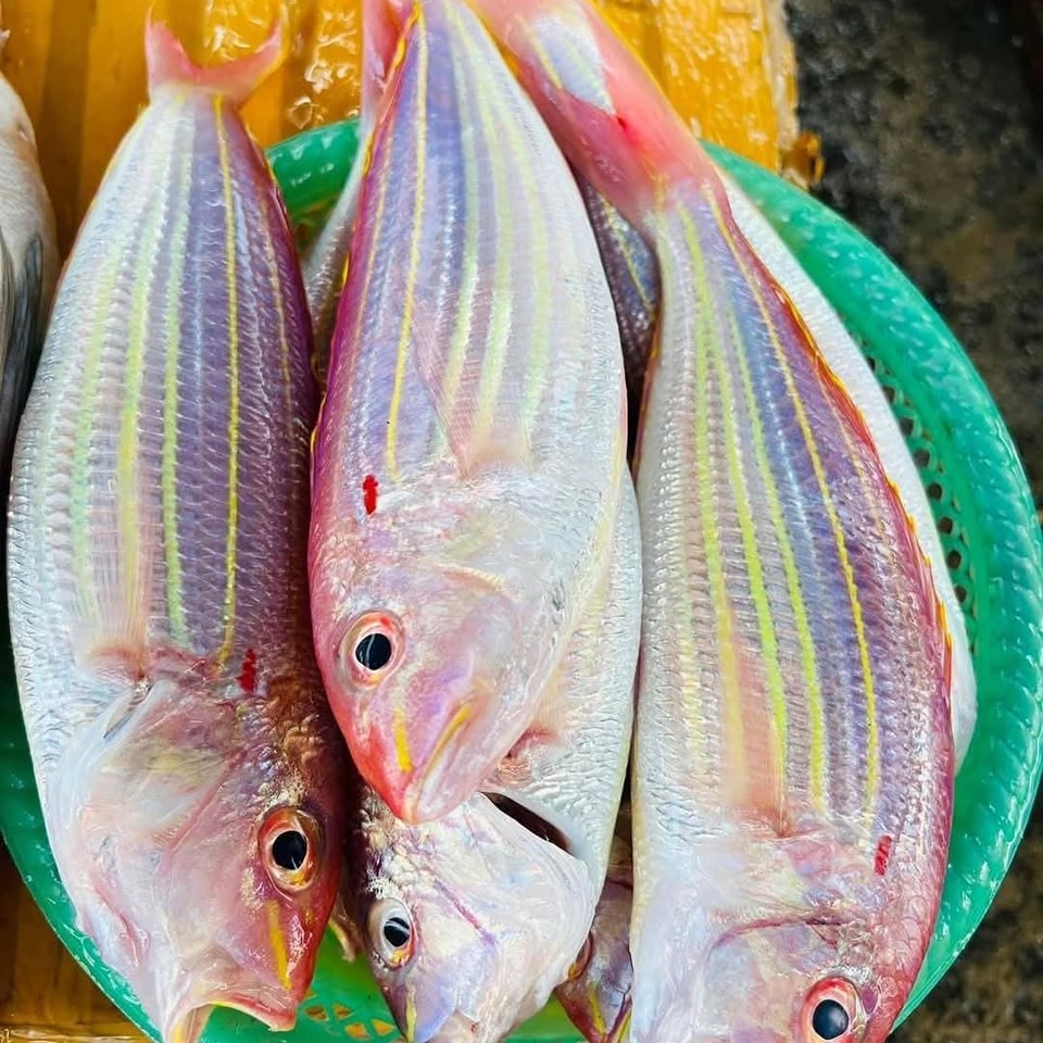 Đến Quy Nhơn mà chưa ăn 3 loại cá đặc sản này thì coi như chưa từng đến!- Ảnh 10. Đến Quy Nhơn mà chưa ăn 3 loại cá đặc sản này thì coi như chưa từng đến!- Ảnh 10.