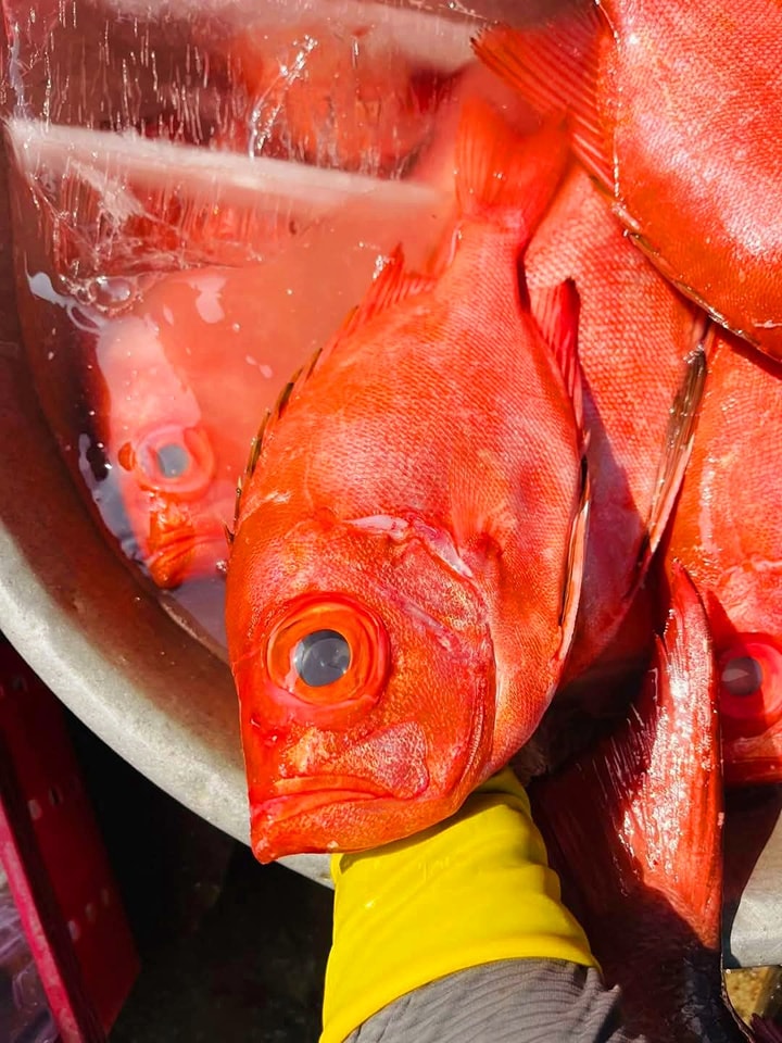 Đến Quy Nhơn mà chưa ăn 3 loại cá đặc sản này thì coi như chưa từng đến!- Ảnh 2. Đến Quy Nhơn mà chưa ăn 3 loại cá đặc sản này thì coi như chưa từng đến!- Ảnh 2.