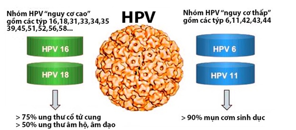 HPV - Hiểm họa trong thầm lặng: Hiểu đúng để phòng ngừa hiệu quả- Ảnh 2.