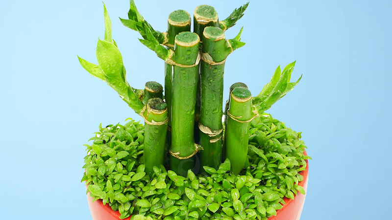 5 loại cây bé xíu đặt phòng khách – nhìn đơn giản mà hóa ra “giữ nhà, giữ tiền” cực tốt- Ảnh 2.
