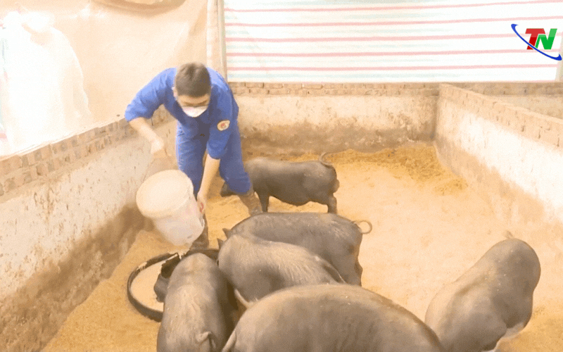 Nuôi lợn sạch bằng trà xanh, thịt ngon lành: Mô hình lạ mà độc đáo này đang gây sốt ở Việt Nam- Ảnh 4.