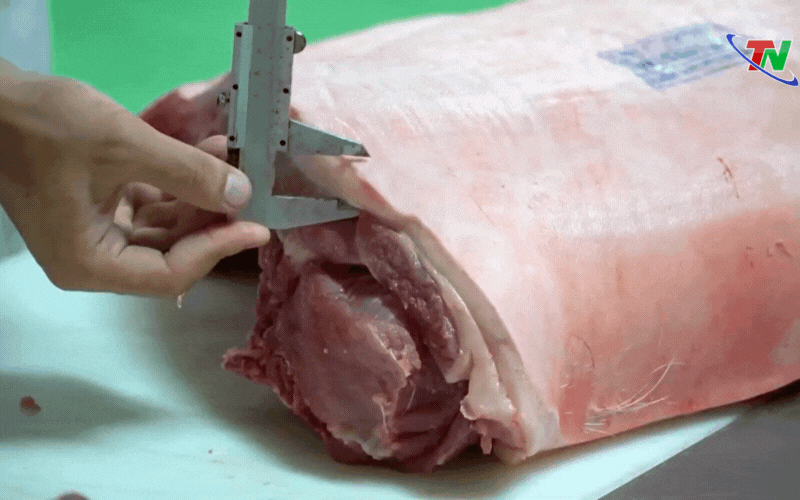 Nuôi lợn sạch bằng trà xanh, thịt ngon lành: Mô hình lạ mà độc đáo này đang gây sốt ở Việt Nam- Ảnh 7.