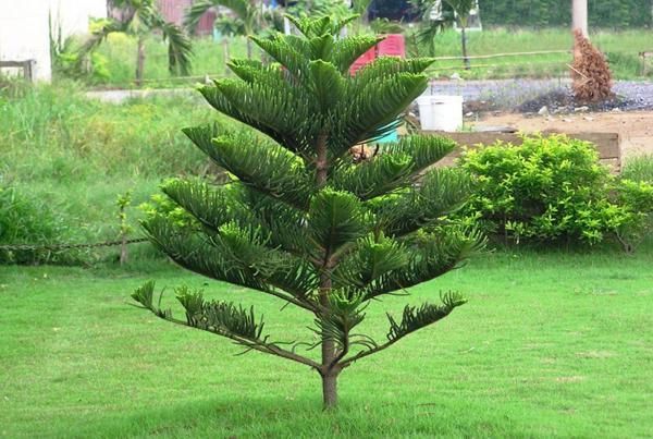 Phong thuỷ dặn kỹ: Trước cửa nhà tuyệt đối KHÔNG trồng 5 cây ác, cây càng xanh tốt người càng suy kiệt- Ảnh 4.