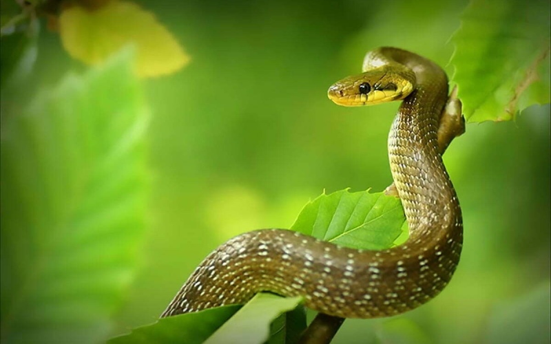 Cuối tháng 5 có thần tài chiếu mệnh, 4 con giáp đón vận may, "đạp trúng hố vàng", thăng hoa trong sự nghiệp- Ảnh 3.