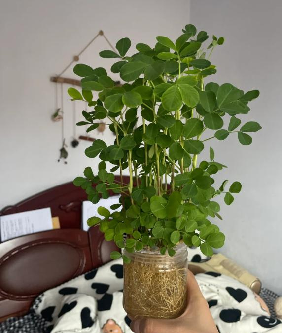 Tôi học mẹ chồng trồng rau thủy canh: Không ngờ khoai lang, gừng, củ cải đều hóa thành cây xanh tuyệt đẹp trong nhà- Ảnh 4.