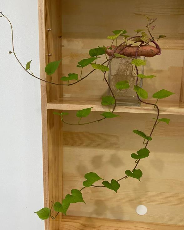 Tôi học mẹ chồng trồng rau thủy canh: Không ngờ khoai lang, gừng, củ cải đều hóa thành cây xanh tuyệt đẹp trong nhà- Ảnh 6.