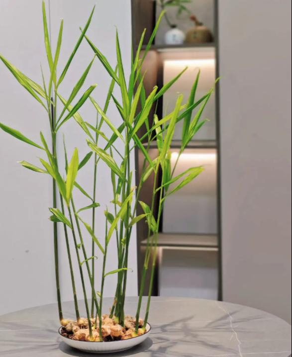 Tôi học mẹ chồng trồng rau thủy canh: Không ngờ khoai lang, gừng, củ cải đều hóa thành cây xanh tuyệt đẹp trong nhà- Ảnh 9.