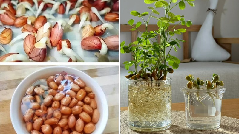 Tôi học mẹ chồng trồng rau thủy canh: Không ngờ khoai lang, gừng, củ cải đều hóa thành cây xanh tuyệt đẹp trong nhà- Ảnh 3.
