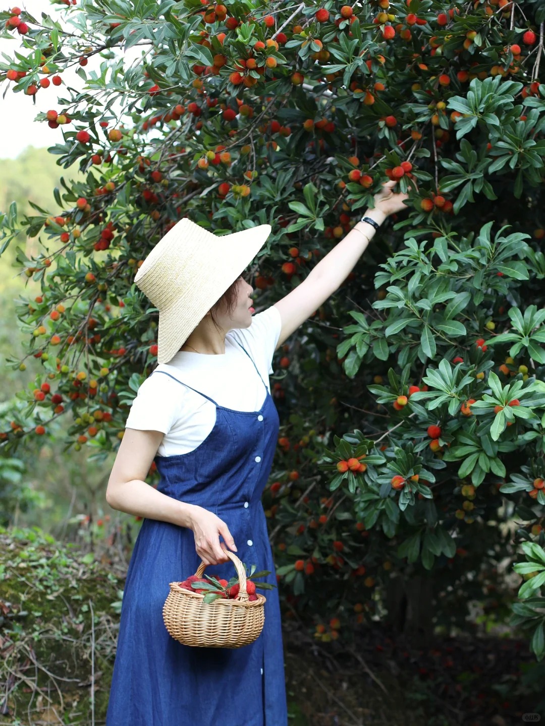 Mùa thanh mai chín rộ: Thứ quả chua ngọt đẹp như mơ, ăn ngon lại tốt cho sức khỏe- Ảnh 5.