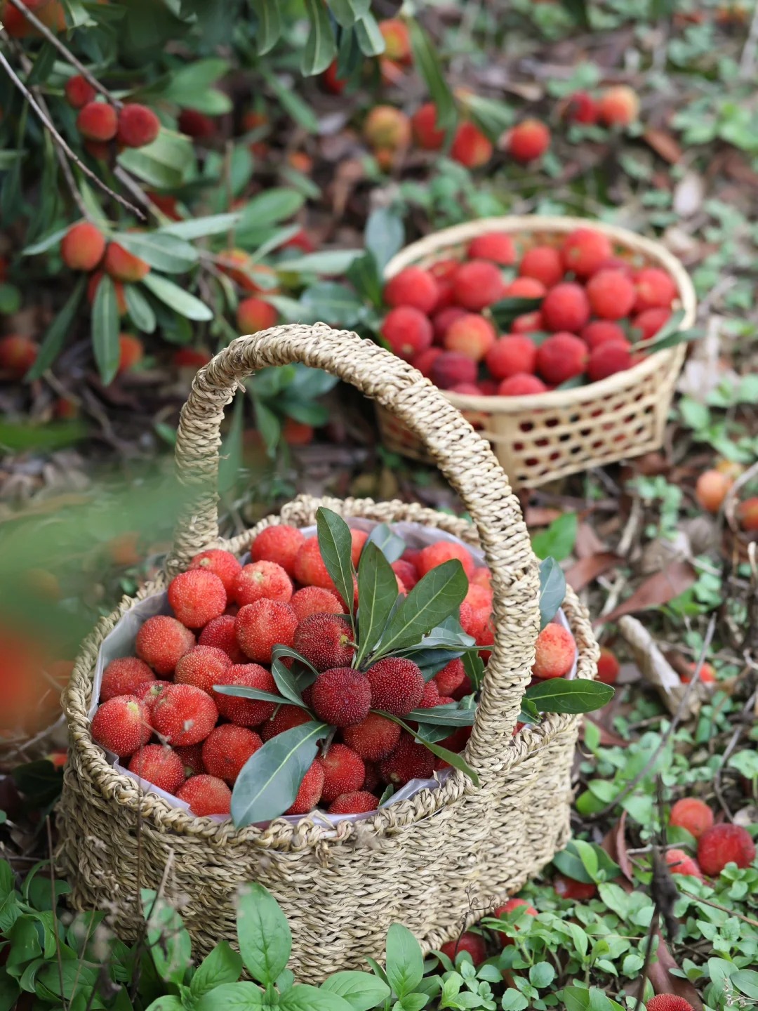Mùa thanh mai chín rộ: Thứ quả chua ngọt đẹp như mơ, ăn ngon lại tốt cho sức khỏe- Ảnh 2.