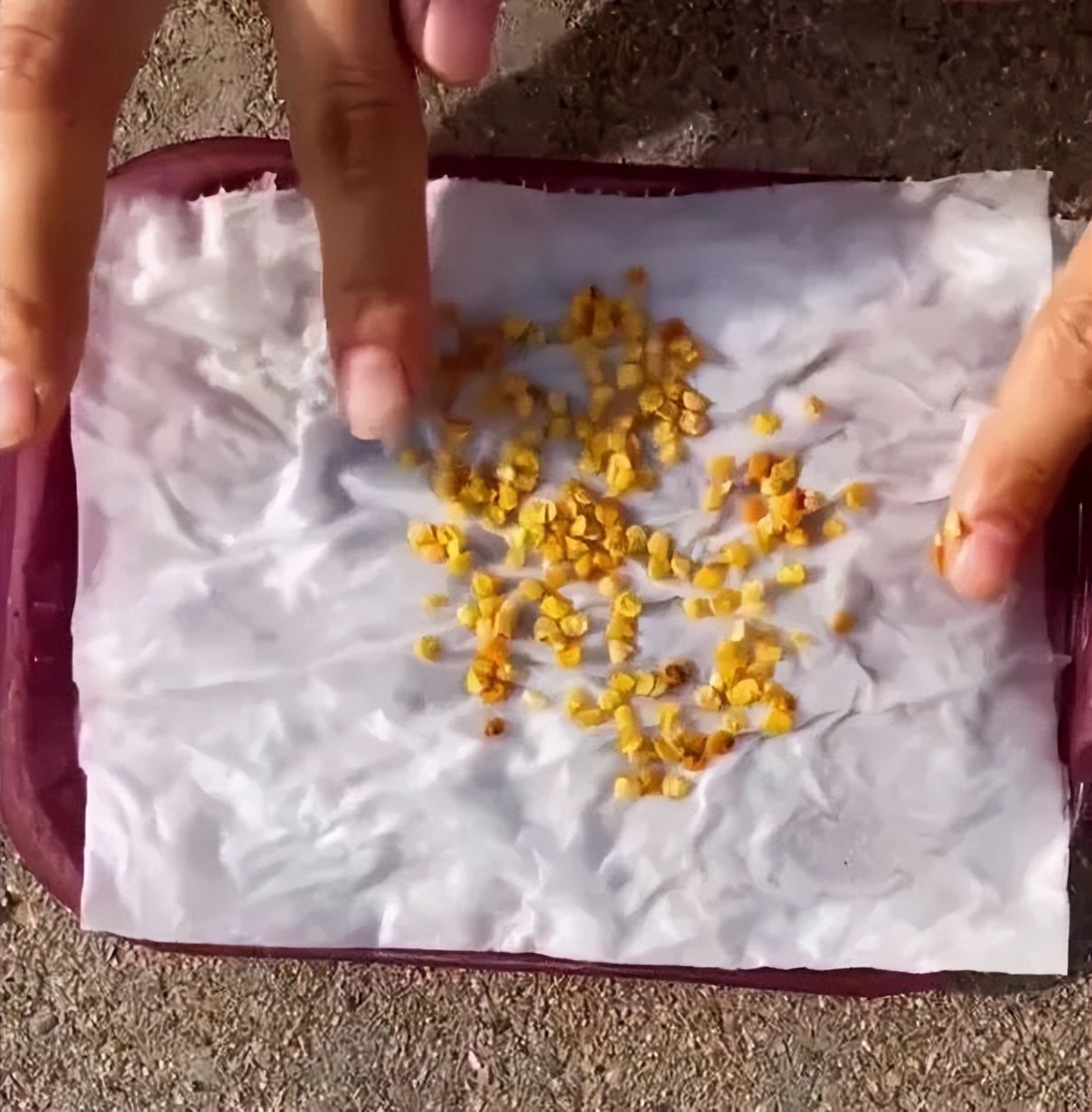 Chàng trai trẻ gây sốt vì trồng ớt bằng chai nước khoáng: 5 cây thu được 5kg, ăn quanh năm không hết- Ảnh 4.