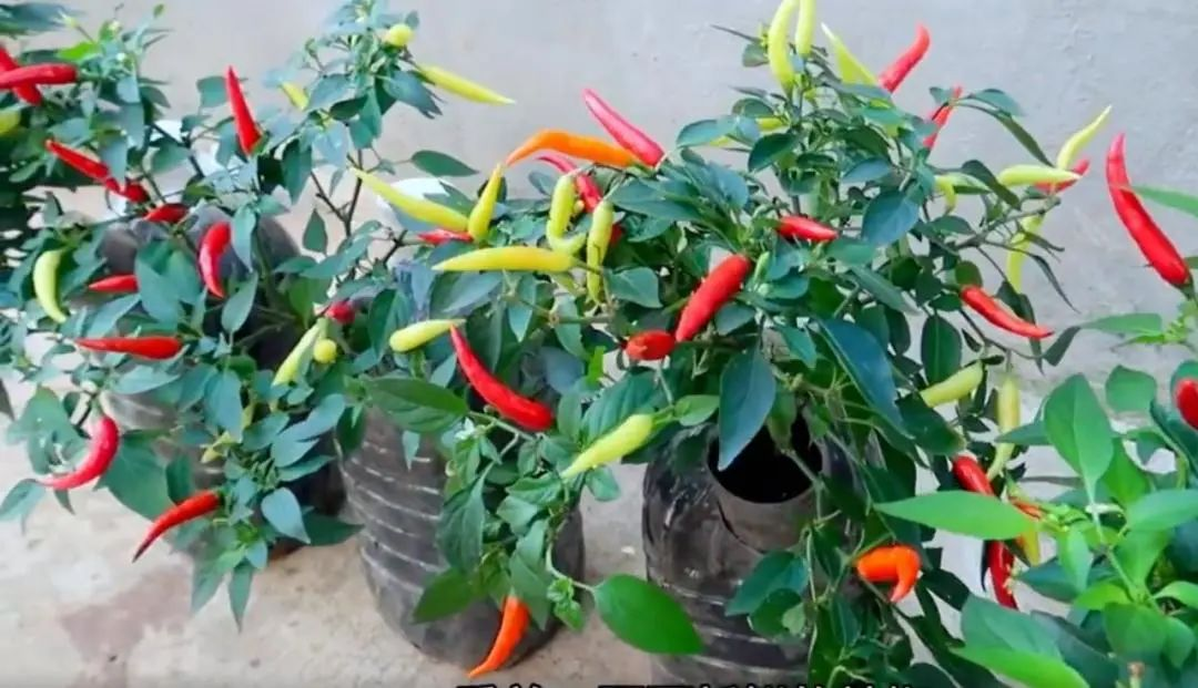 Chàng trai trẻ gây sốt vì trồng ớt bằng chai nước khoáng: 5 cây thu được 5kg, ăn quanh năm không hết- Ảnh 11.