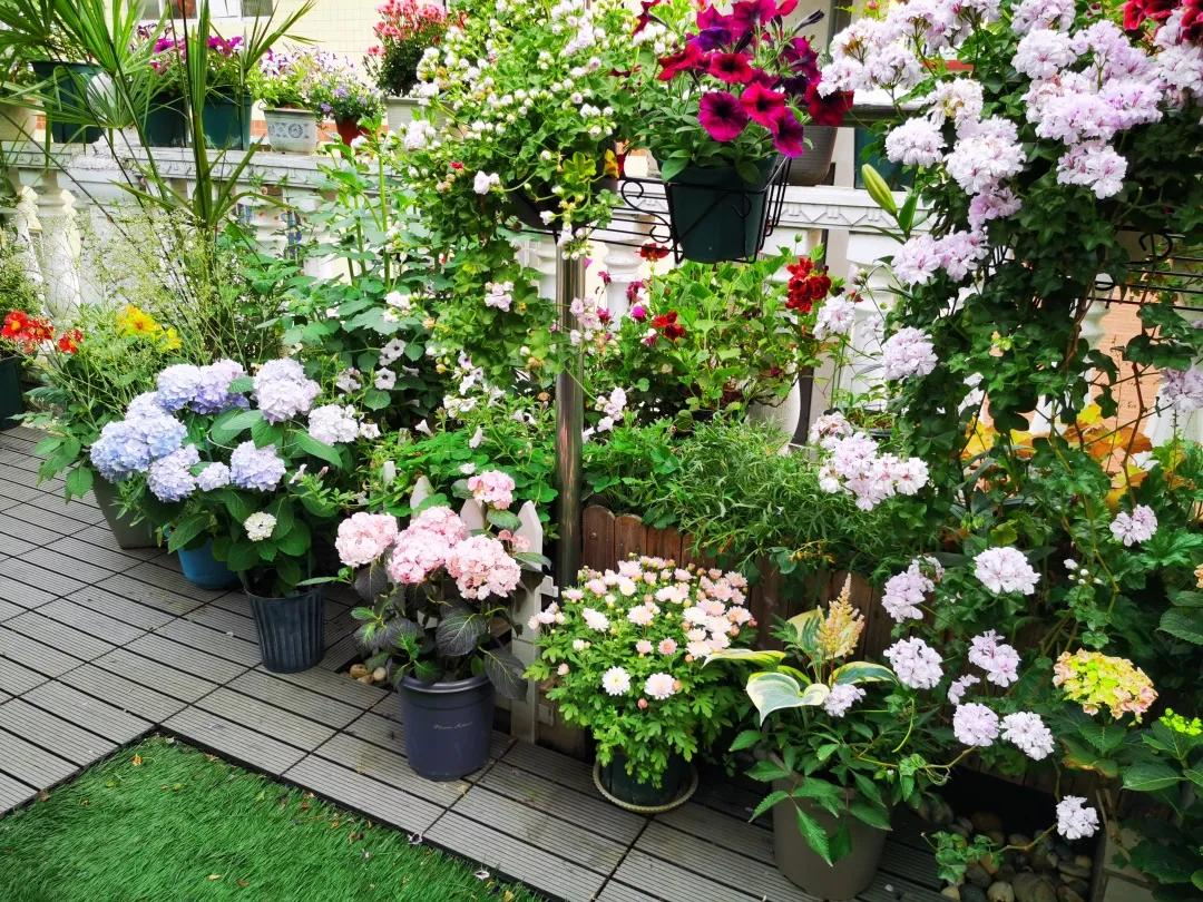 Từ sân thượng lạnh lẽo đến khu vườn ấm áp 500 chậu hoa: Góc chữa lành sau giờ làm của một mẹ bỉm- Ảnh 2.
