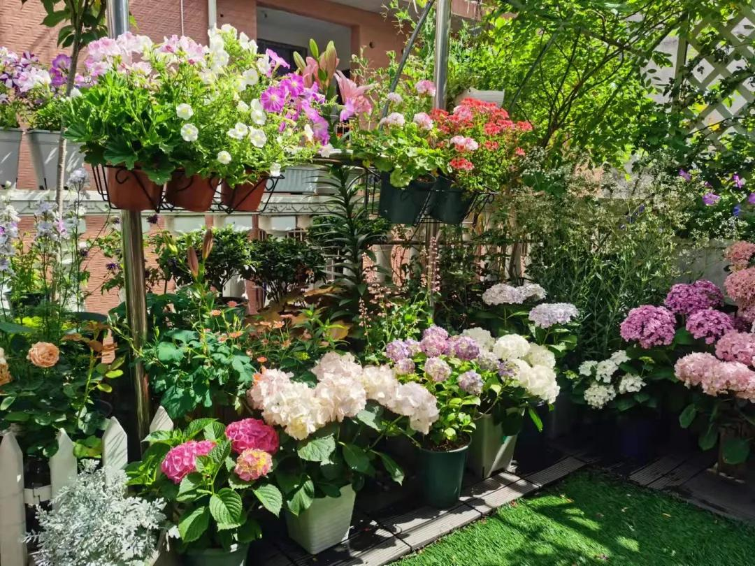 Từ sân thượng lạnh lẽo đến khu vườn ấm áp 500 chậu hoa: Góc chữa lành sau giờ làm của một mẹ bỉm- Ảnh 8.