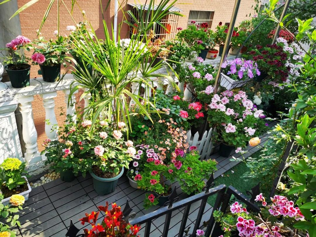 Từ sân thượng lạnh lẽo đến khu vườn ấm áp 500 chậu hoa: Góc chữa lành sau giờ làm của một mẹ bỉm- Ảnh 5.