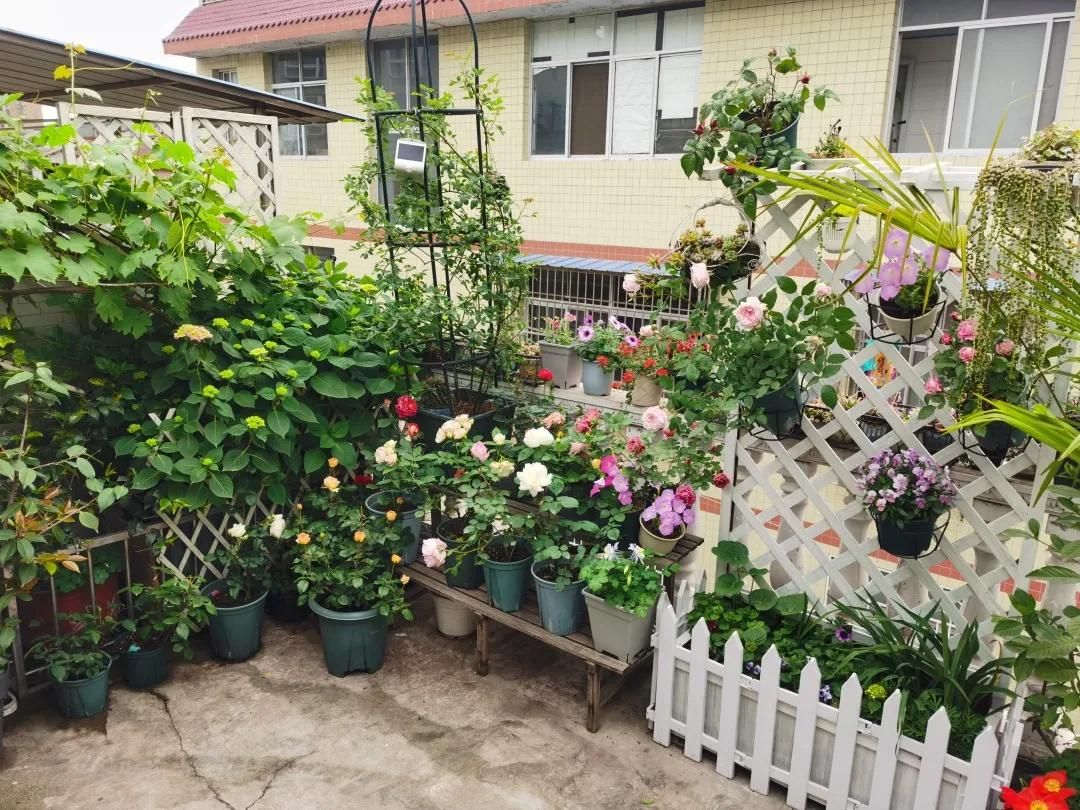 Từ sân thượng lạnh lẽo đến khu vườn ấm áp 500 chậu hoa: Góc chữa lành sau giờ làm của một mẹ bỉm- Ảnh 12.