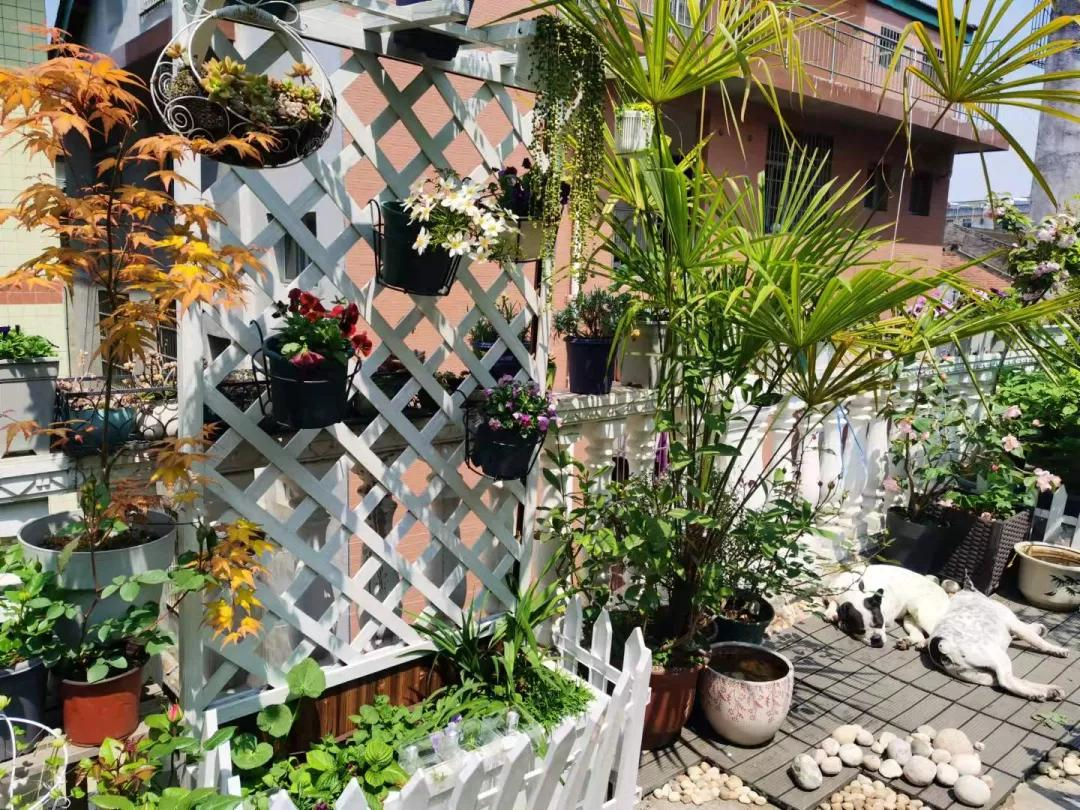 Từ sân thượng lạnh lẽo đến khu vườn ấm áp 500 chậu hoa: Góc chữa lành sau giờ làm của một mẹ bỉm- Ảnh 21.