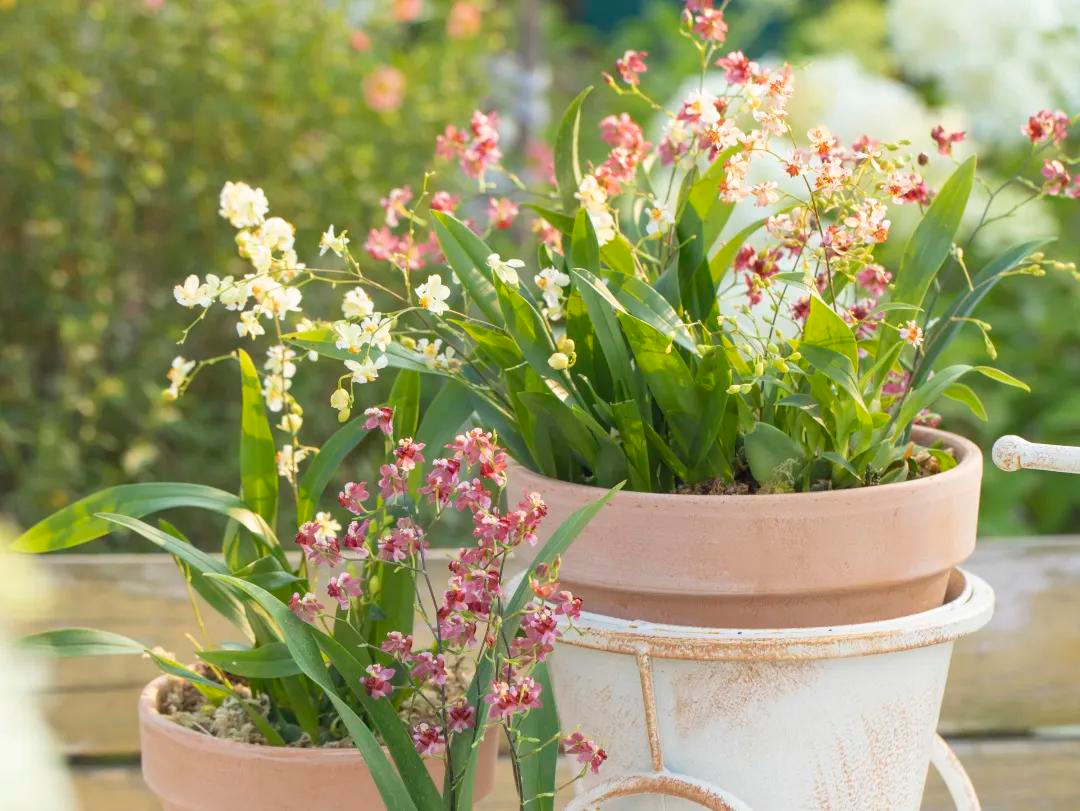Từ sân thượng lạnh lẽo đến khu vườn ấm áp 500 chậu hoa: Góc chữa lành sau giờ làm của một mẹ bỉm- Ảnh 18.