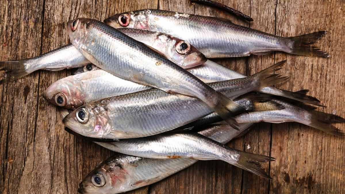 Không chỉ cá hồi, 9 hải sản này giàu Omega-3 không kém, có loại bình dân chợ bán rẻ bèo- Ảnh 1. Không chỉ cá hồi, 9 hải sản này giàu Omega-3 không kém, có loại bình dân chợ bán rẻ bèo- Ảnh 1.