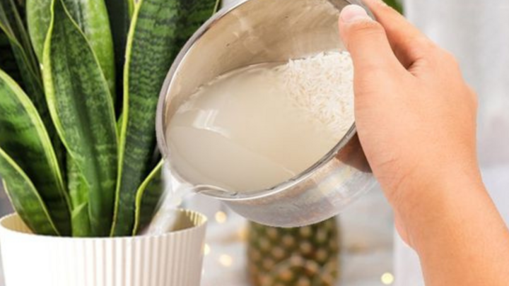 Đây mới là “đỉnh cao tối giản”: Người phụ nữ 57 tuổi khiến cả mạng xã hội ngả mũ- Ảnh 2.