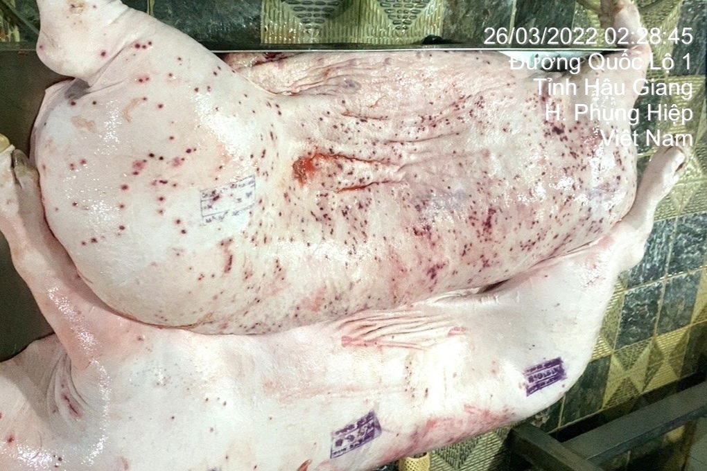 NÓNG: C.P. Việt Nam thừa nhận hình ảnh heo bệnh bị “tố” là có thật, được chụp tại cơ sở gia công thuê- Ảnh 1.