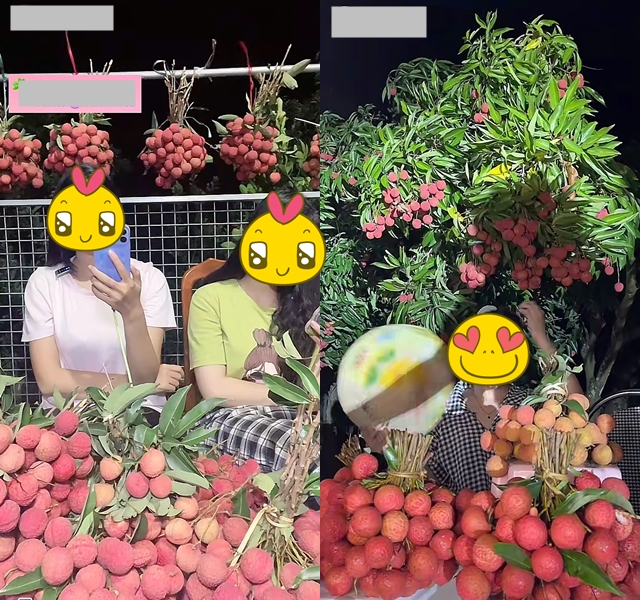 "Khối nghỉ hè" dùng TikTok rao bán vải hộ bố mẹ, 2h sáng được huy động ra vườn soi đèn thu hoạch- Ảnh 10. "Khối nghỉ hè" dùng TikTok rao bán vải hộ bố mẹ, 2h sáng được huy động ra vườn soi đèn thu hoạch- Ảnh 10.