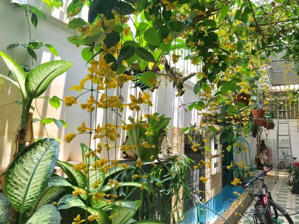 4 cây dễ "mời" rắn đến gần, cẩn trọng khi trồng quanh nhà!- Ảnh 2.