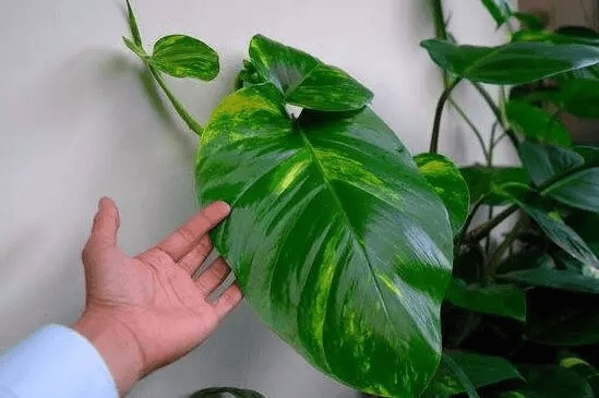 6 cây hoa này tốt nhất KHÔNG NÊN trưng trong nhà, vì "hoa càng thịnh người càng suy"- Ảnh 5.