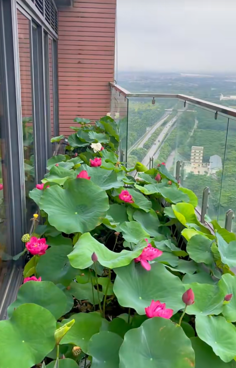 Ông bố trẻ biến sân thượng penthouse thành hồ sen nở rực – thành quả đẹp đến khó tin- Ảnh 1.